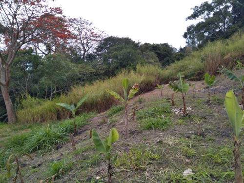 Imagen 6 de 11 de Km// Granja Con Galpón En Peribeca Sector El Ceibal