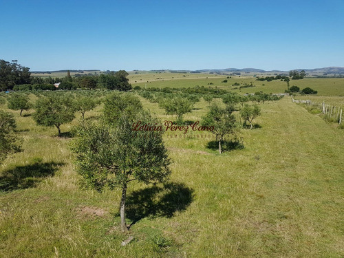 Venta De Chacra 46 Has Y Media Las Cañas Con Muy Buena Produccion De Olivos - Ref: 18579