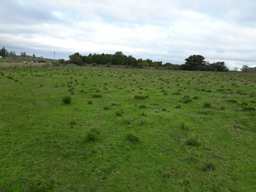Campo De 6 Has 932 M 2 Ubicado En Ruta 60