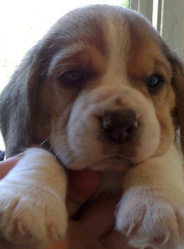 Beagle Cachorros