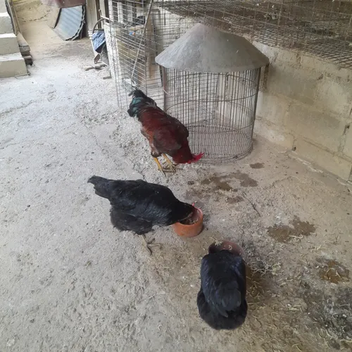 Gallinas Criollas Ponedoras (Usado)