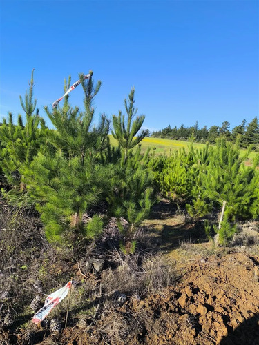 Parcelas Planas En Pichilemu, Orilla De Asfalto.