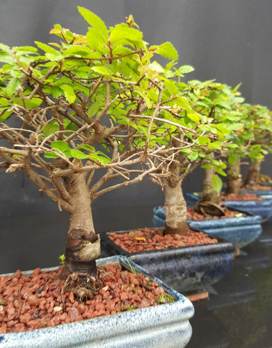 Sustrato Profesional Akadama Bonsai Puzolana 3/5mm Roja 10l