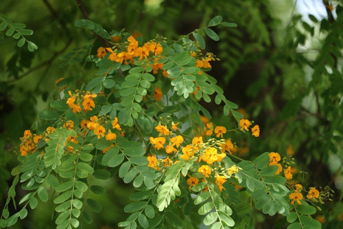 Árbol De Tipa De Flor Anaranjada