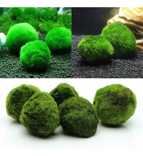 Bolas Verdes Vivas Para Ver Plantas Aquáticas Reais: Aquário