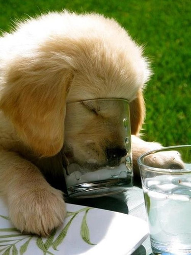 Cachorros Golden Retriever Somos Criadero Estancia Del Mar