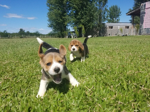 Beagles, Cachorros Excelentes Fca