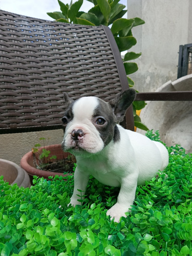 Nena Bulldog Francés En Quito 