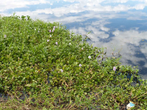 Imagen 5 de 13 de Muy Buen Lote Con Salida Al Río En Villa Paranacito