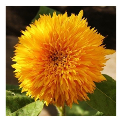 Pack De 2 Sobres De Semillas De Girasol Sungold (flores)