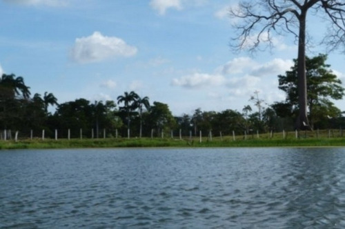 Imagen 12 de 14 de Venta Finca Los Apamates Boca De Aroa Piscina Cod. 426996 Cesar Laurentin