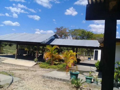 Imagen 2 de 30 de Finca De 440 Has En Cojedes-acarigua. 3 Pozos De Agua, Electricidad.