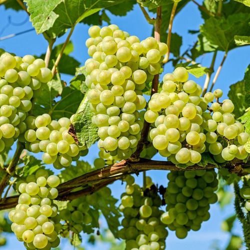 2 Mudas De Uva Thompson Enxertada Sem Caroço Rápida Produção