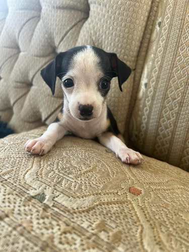 Mini Pinscher Vaquita Hembra