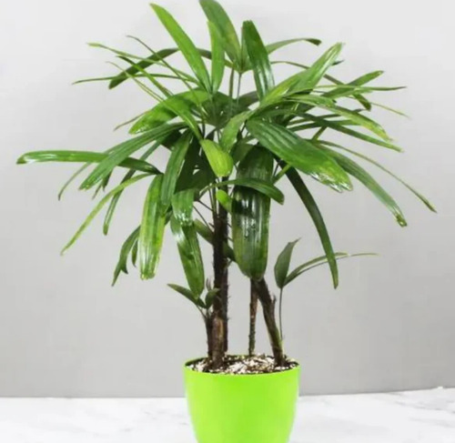 Palma ( Bamboo Palm ) (certificado)
