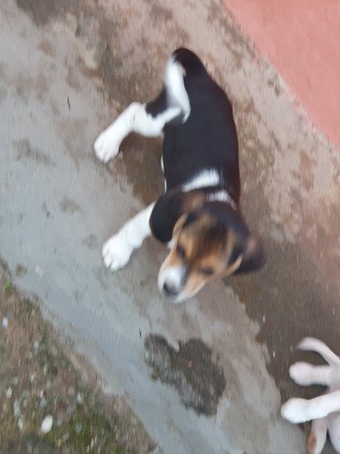 Filhotes De Beagle