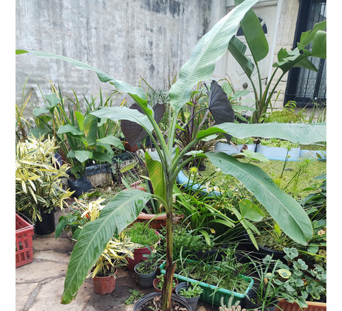 Planta De Musa Ornata (banano De Flor Rosa)