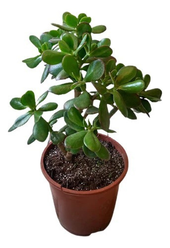 Planta Plantas De Buena Suerte Para La Entrada De La Casa