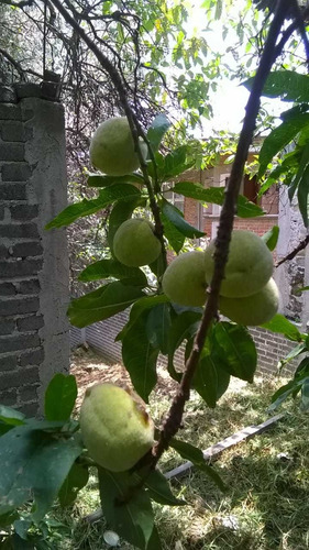 Terreno En San Andrés Totoltepec, Tlalpan
