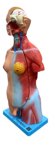 Modelo Anatomico Torso De 45cm Bissexual/assexuado 25 Partes