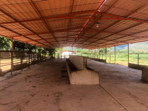 Imagen 10 de 19 de Vendo Granja Avícola Bejuma Dt