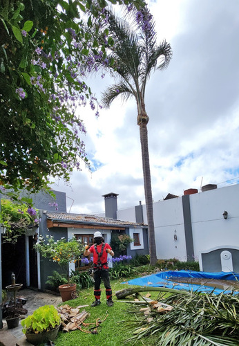 Poda De Arboles Tala Extracciones De Raiz Escalador Palmeras
