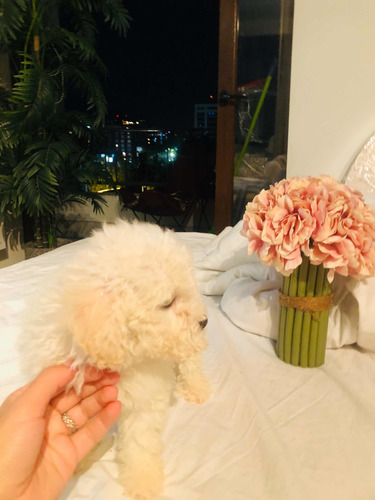 Poodle Toy