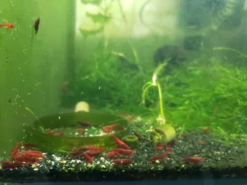 comprar Camarao Neocaridina Red Sakura 10 Unidades