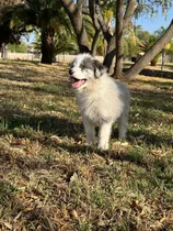 Comprar Border Collie Aptos A Cpr
