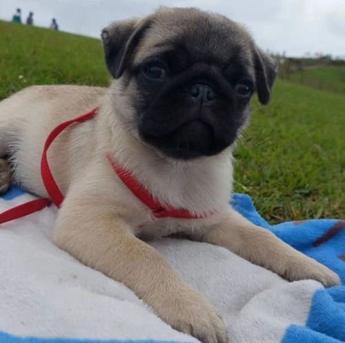 Cachorros Pug Carlino