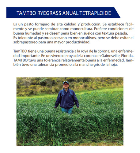 Semilla De Pasto Tamtbo Rye Grass Anual Tetraploide 50 Lbs
