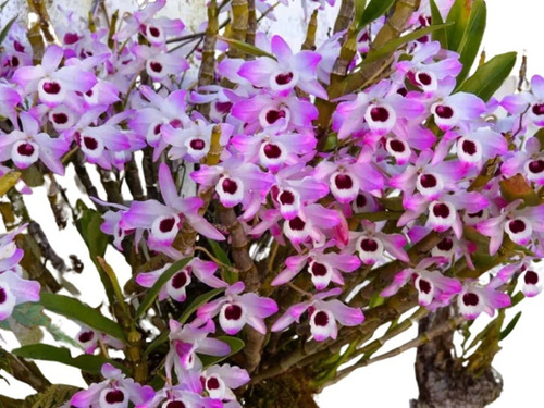 Dendrobium Nobile Com 15cm A 25cm Orquidea