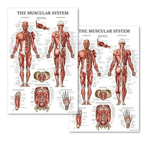 Pósteres - Juego De Dos Sistema Muscular Anatómico Carteles 