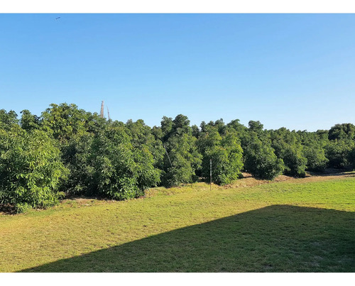 Venta De Terreno En La Cruz  35.000 M2., Plantado Con Palto