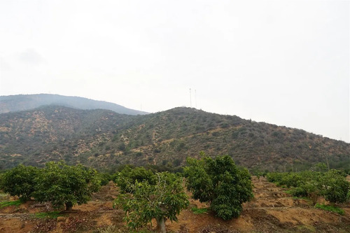 Agrícola En Venta En Limache