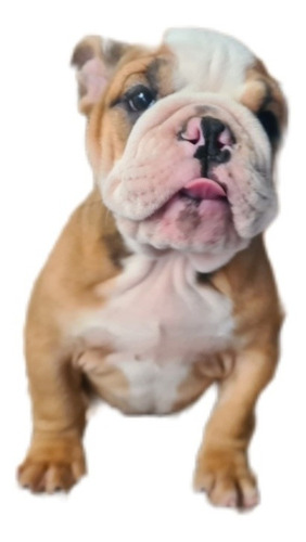 Imagen 5 de 10 de Bulldog Inglés Hembra / Cachorra De 3 Meses