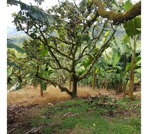 Vendo Finca Por El Trebol 7,5 Has (11,5 Cuadras) Chinchina