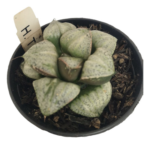 Suculenta Haworthia Taj Mahal Cod07