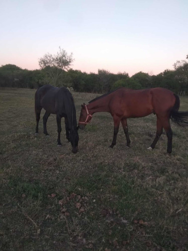 Vendo Caballo Spc Sano