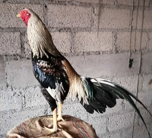 Gallos