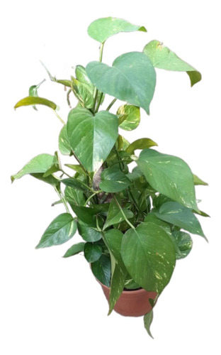 Plantas De Interior Philodendron, Potus, Pothos, Cordatum 