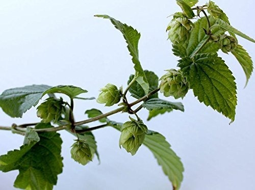 Verde Promesa Granjas Probado Ganadores Humulus Verano Shan