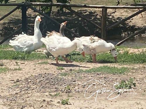 Venta Lote Gral Rodriguez Fincas Don Eugenio Ii Lote 661