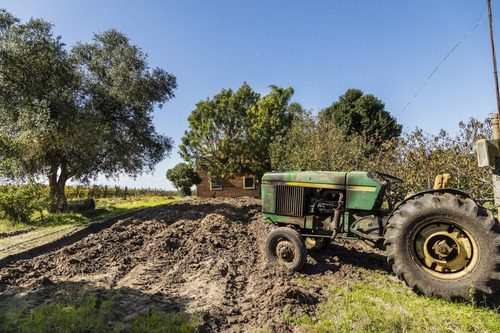 Chacra Venta 3,7 Has Viñedos Casa Antigua A Reciclar Carmelo
