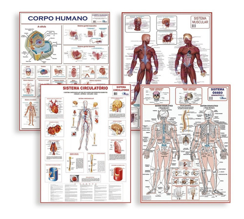 Kit 4 Mapa Corpo Humano Muscular Circulatório Esqueletico I