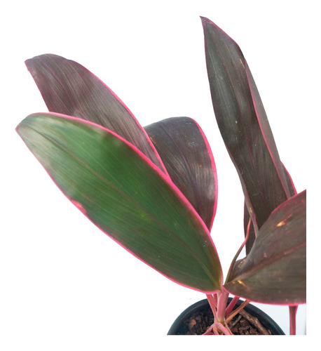 Cordyline Terminali M13 Interior Greenonline Vivero