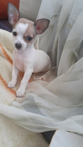 Cachorro Chihuahua Cabeza De Venado