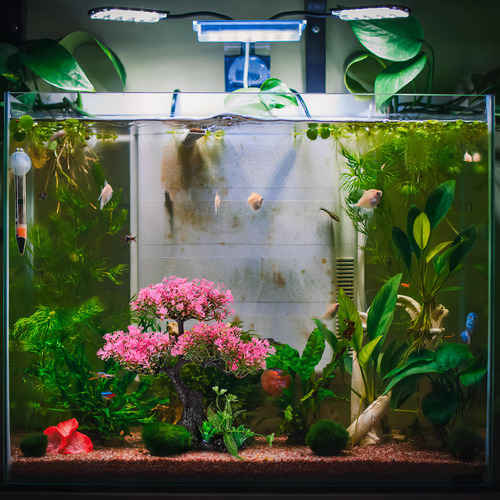 1 Juego De Decoraciones Para Acuarios, Plantas Y Peceras