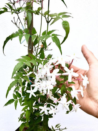 Imagen 1 de 5 de Jazmin Polyanthum  Planta Enredadera Trepadora Chino Perfume