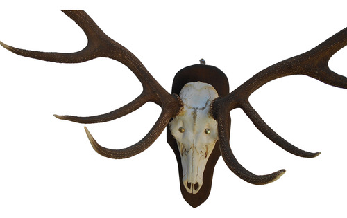 Cervus Elaphus - Cornamenta 15 Puntas - De Goma Marrón Oscuro (Usado)